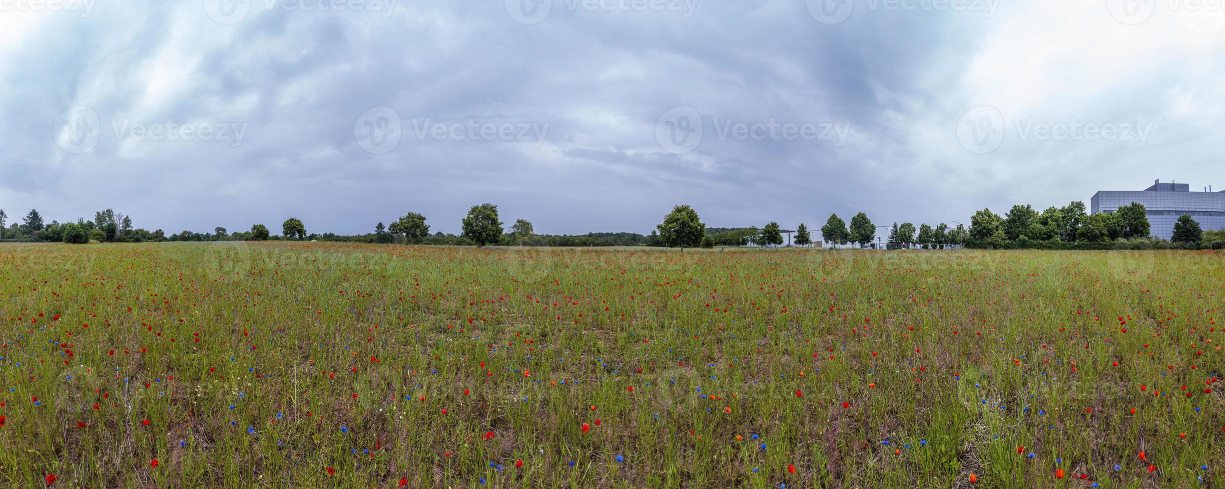 panoramico Visualizza al di sopra di colorato fiore campo nel primavera foto