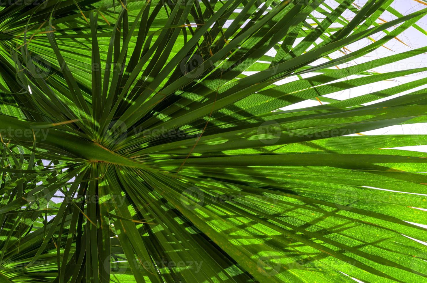 fresco palma albero rami parte inferiore Visualizza foto
