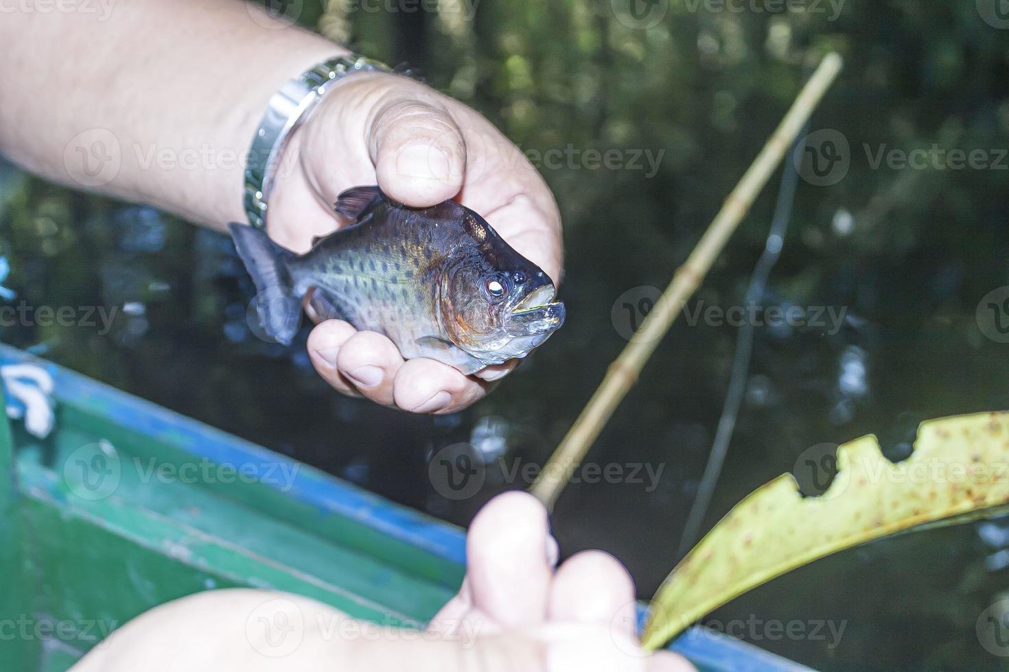 avvicinamento di un' appena catturato piranha prese su il rio negro vicino il brasiliano città di manaus su il amazon fiume foto