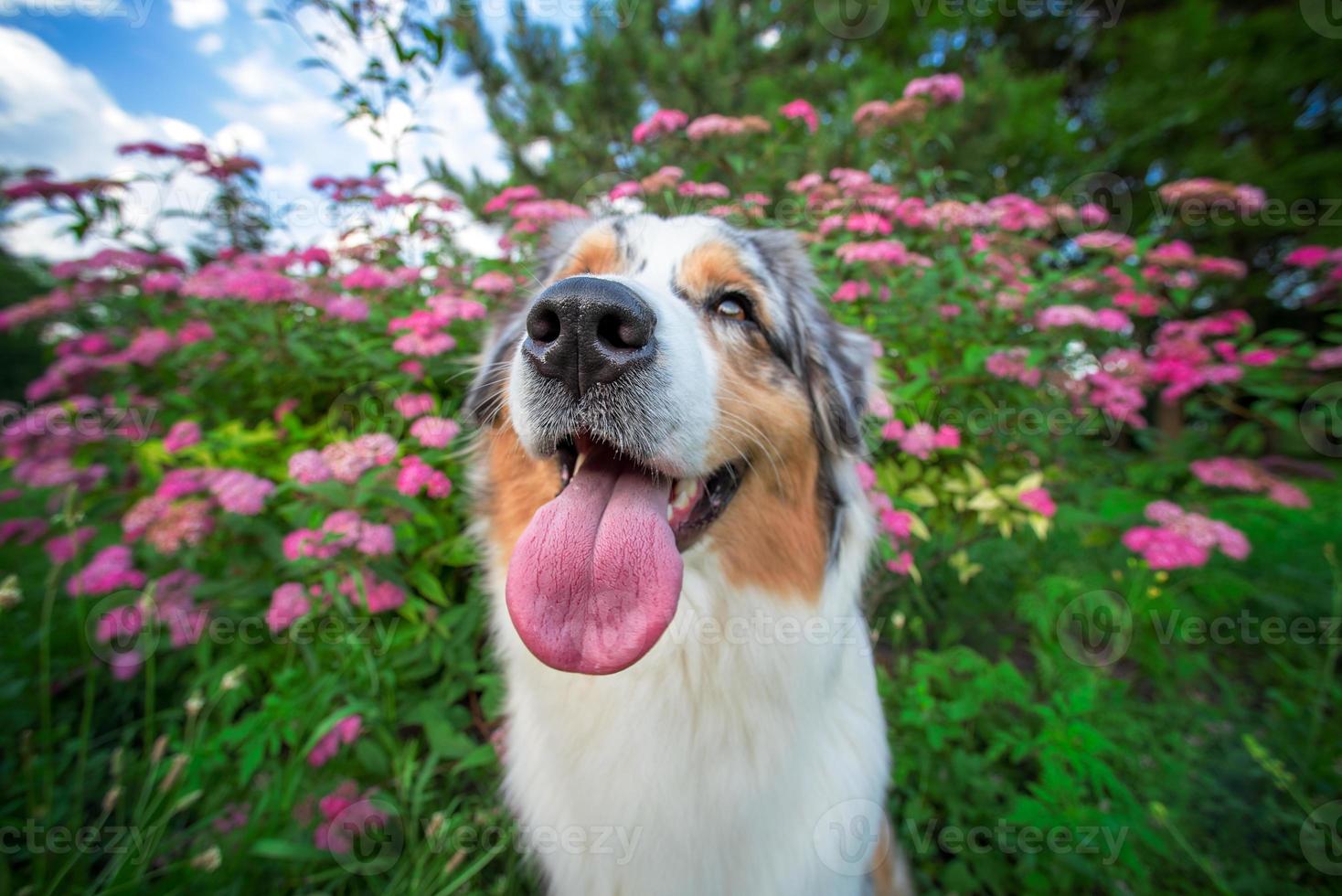 ritratto di un australiano pastore nel rosa fiori su un' angolo ampio lente foto