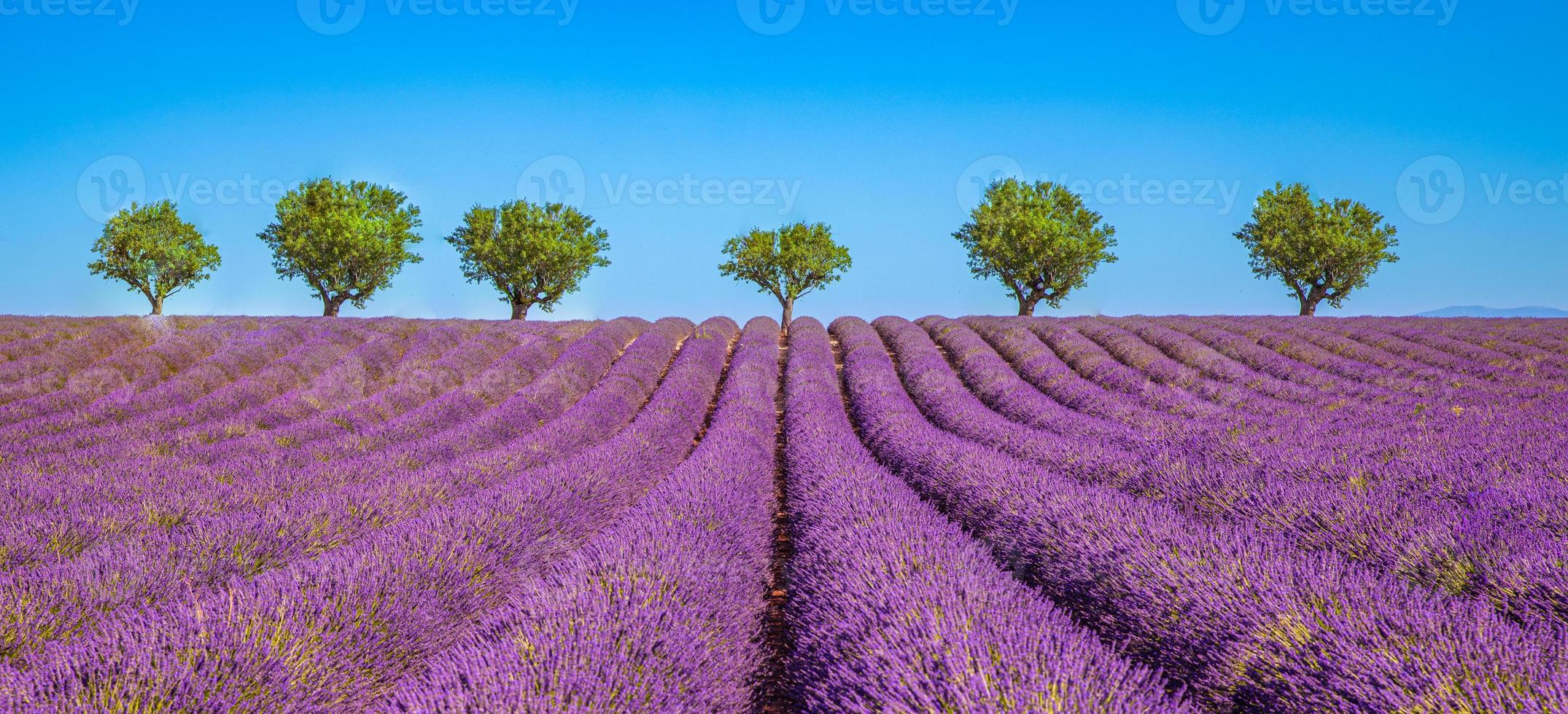 lavanda campo estate, soleggiato natura paesaggio vicino valensole. Provenza, Francia. lavanda fiore fioritura profumato i campi nel infinito righe. meraviglioso scenario, tranquillo, calmo scenario, ispirazione viaggio scena foto