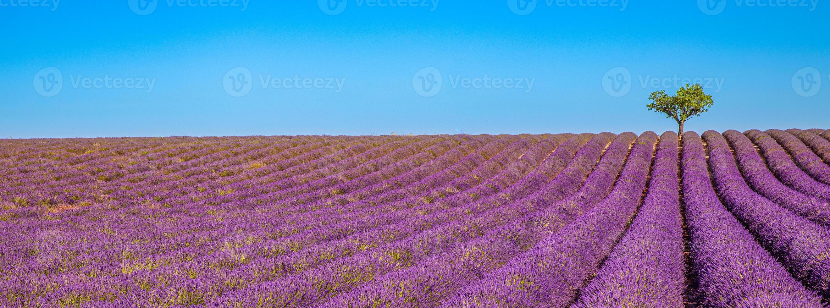 colorato natura paesaggio. estate lavanda fiori con solitario albero nel panoramico Visualizza. Perfetto natura sfondo, viola fioritura fiori, blu cielo, verde albero, idilliaco scenario. ispirazione natura foto