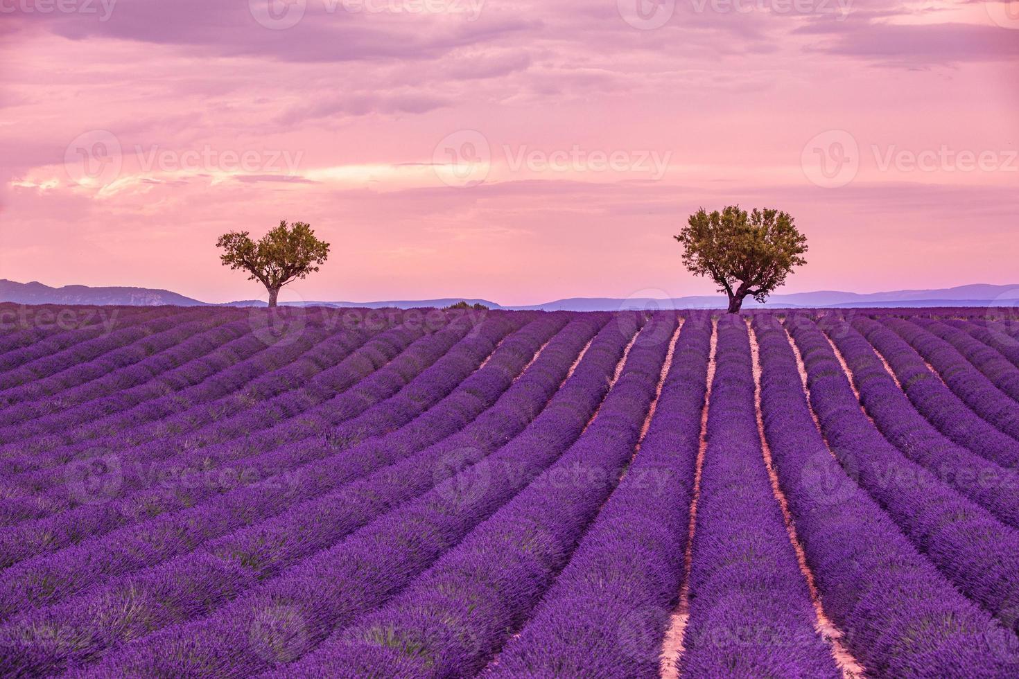 tramonto campo con rosa viola lavanda nel il estate con un' nuvoloso cielo. paesaggio come meraviglioso scenario concetto. tranquillo, calmo natura, crepuscolo cielo, crepuscolo. maestoso natura foto