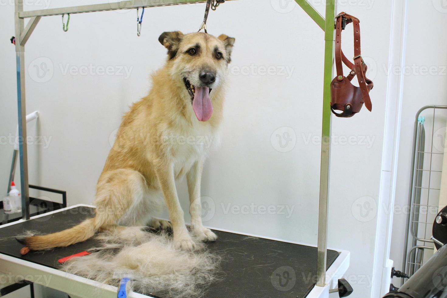 divertente pastore meticcio cane con sicurezza cintura in piedi su cane governare tavolo nel salone. animale domestico cura, benessere, terme, igiene, bellezza di animali concetto. avvicinamento foto