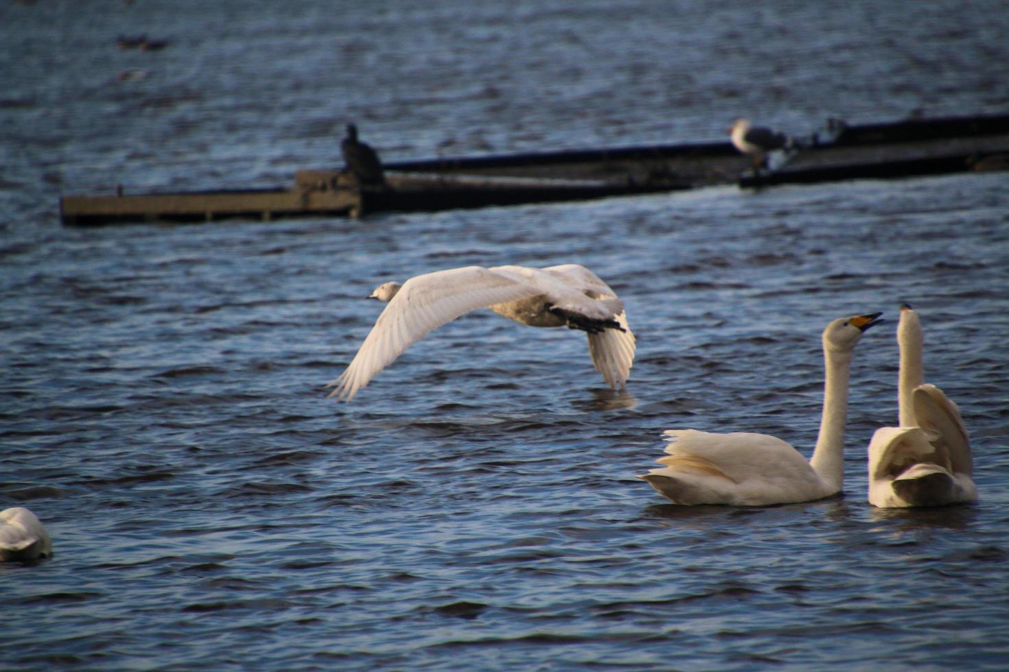 un' Visualizza di un' whooper cigno a martin semplice natura Riserva foto