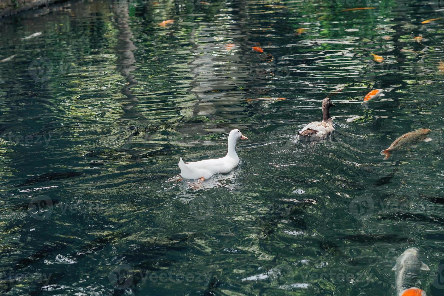 koi Pesci nel il balinese stagno foto