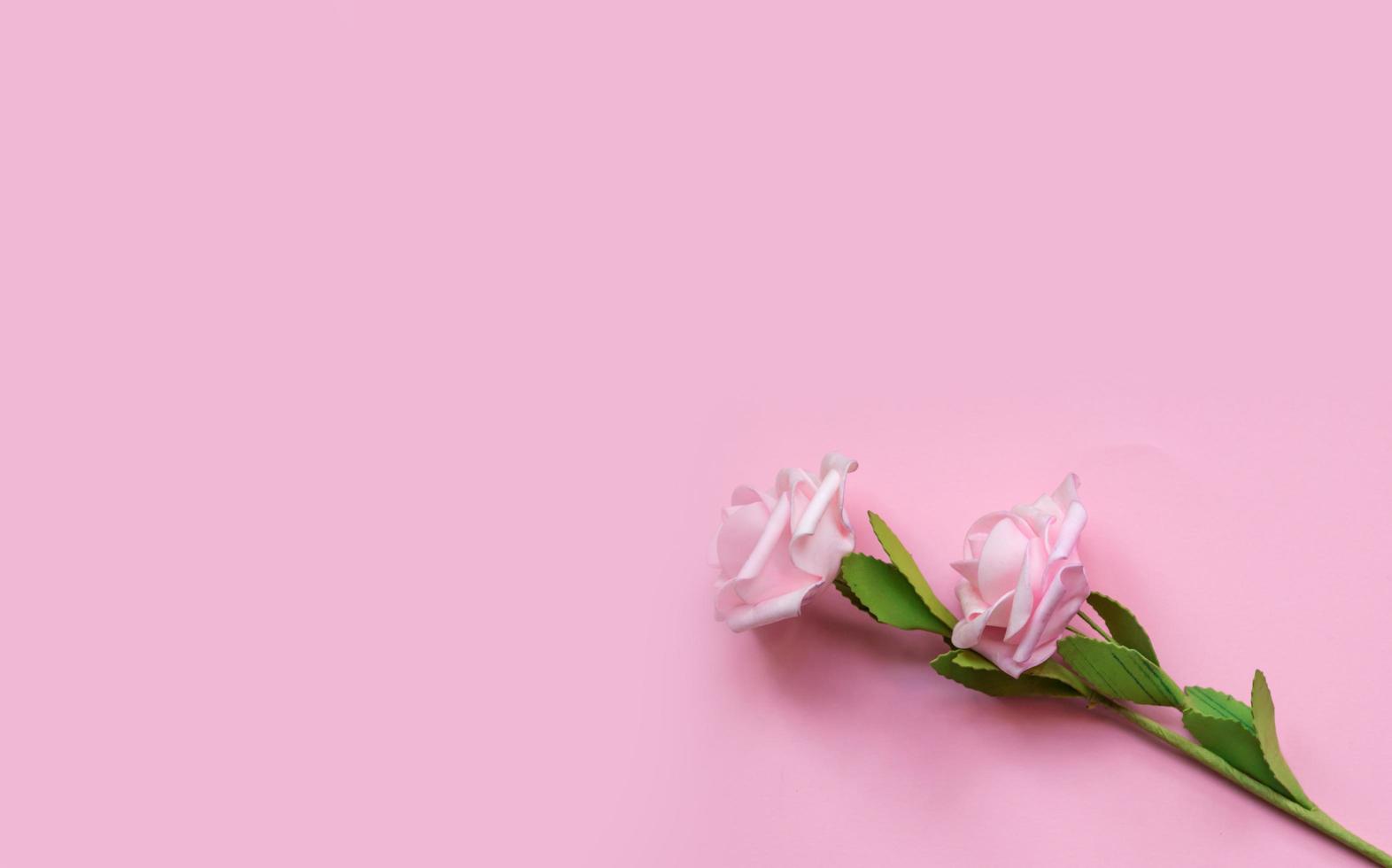 tulipano rosa fiore su rosa sfondo. piatto posizione, superiore Visualizza con copia spazio foto