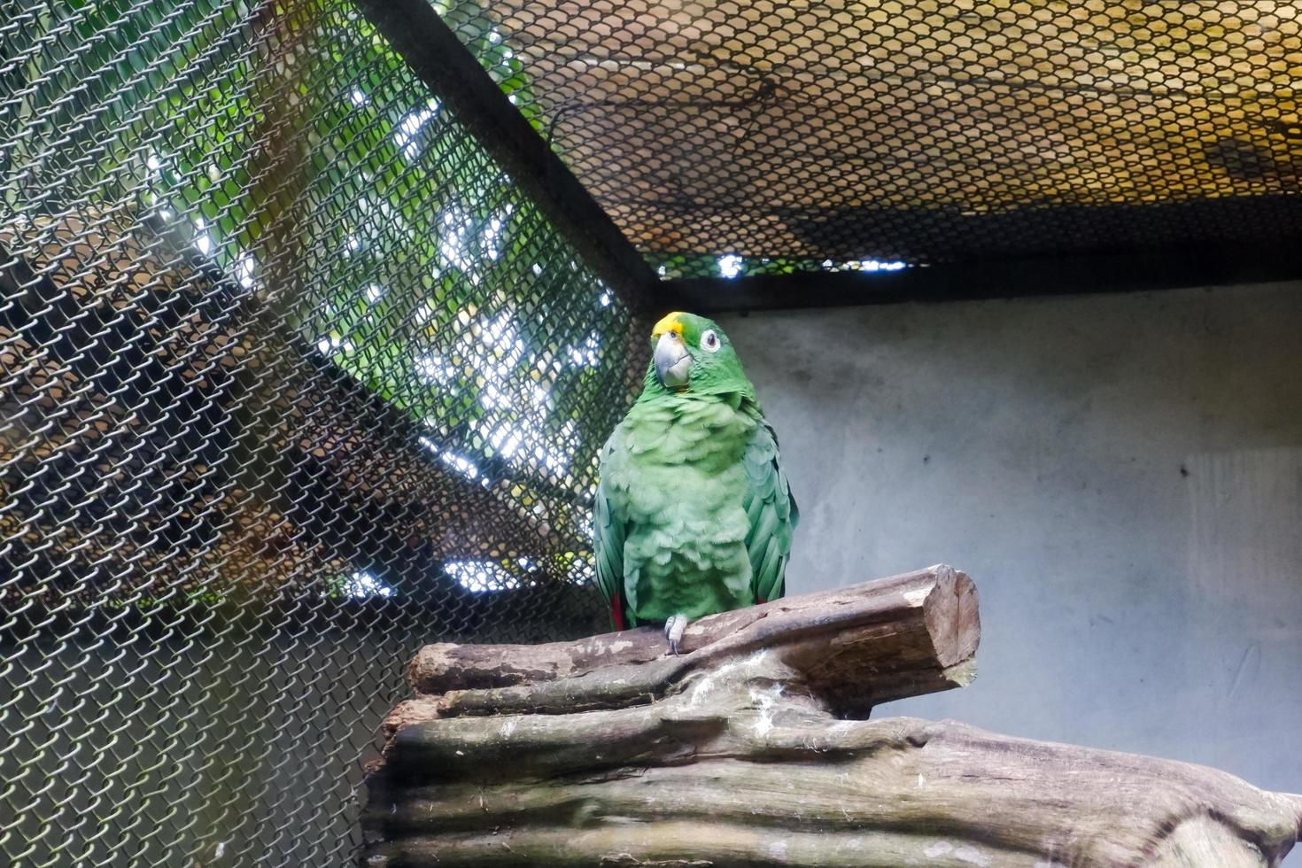 un' dalla nuca gialla pappagallo quello è arroccato nel suo gabbia mentre pulizia piume su suo Ali. foto