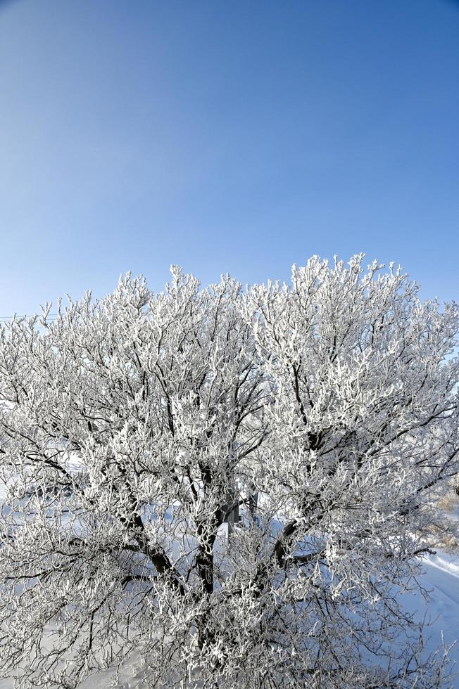 un' brina coperto albero foto