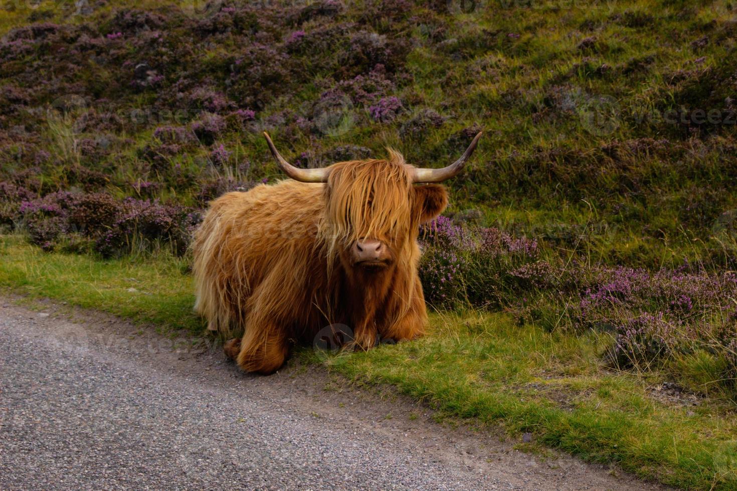 montanaro bestiame nel Scozzese Highlands foto