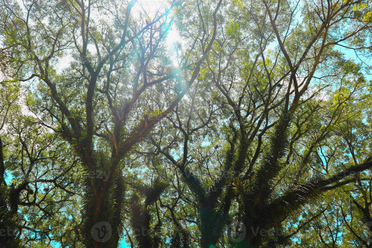parte inferiore Visualizza di alto vecchio banyan albero nel . Basso angolo tiro di un' banyan albero, nel mattina foto