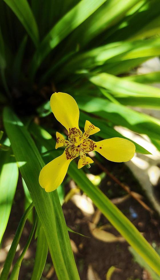 ritratto di giallo trimezia martinicensis fiori siamo fioritura nel il cortile, guardare bellissimo e elegante foto