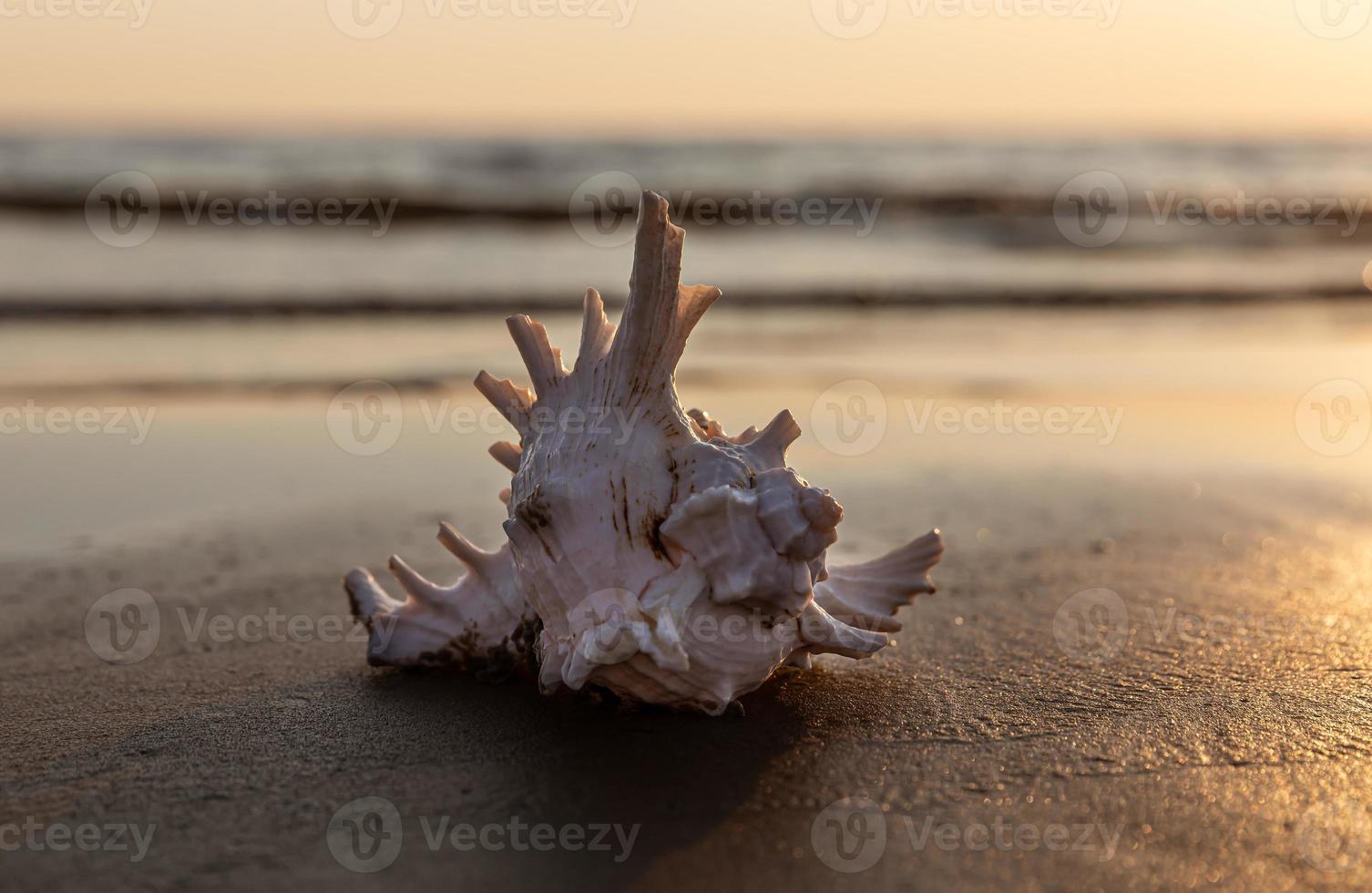 mare conchiglia bugie su il sabbioso spiaggia foto