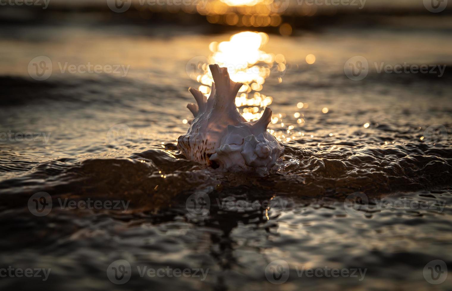 mare conchiglia bugie su il sabbioso spiaggia foto