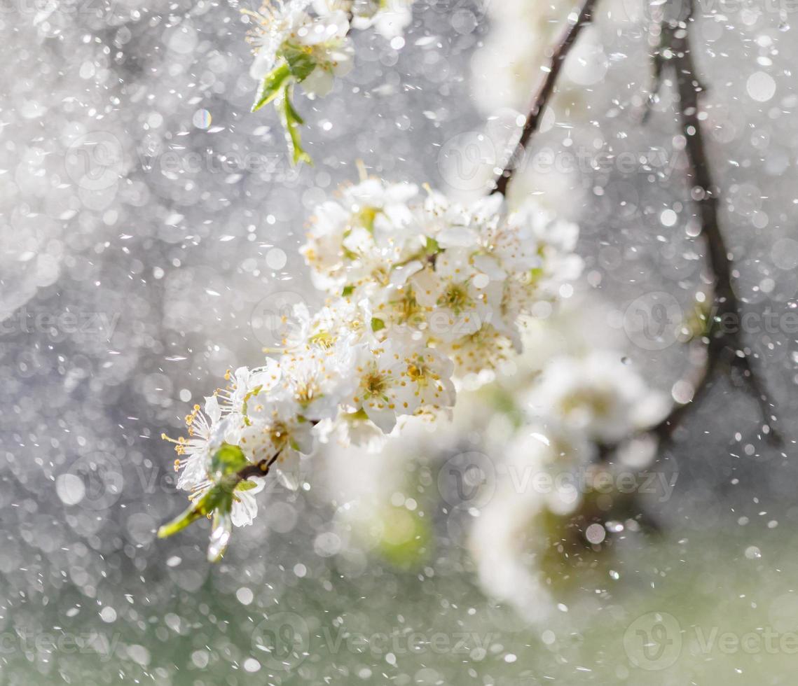 primavera pioggia nel il giardino foto