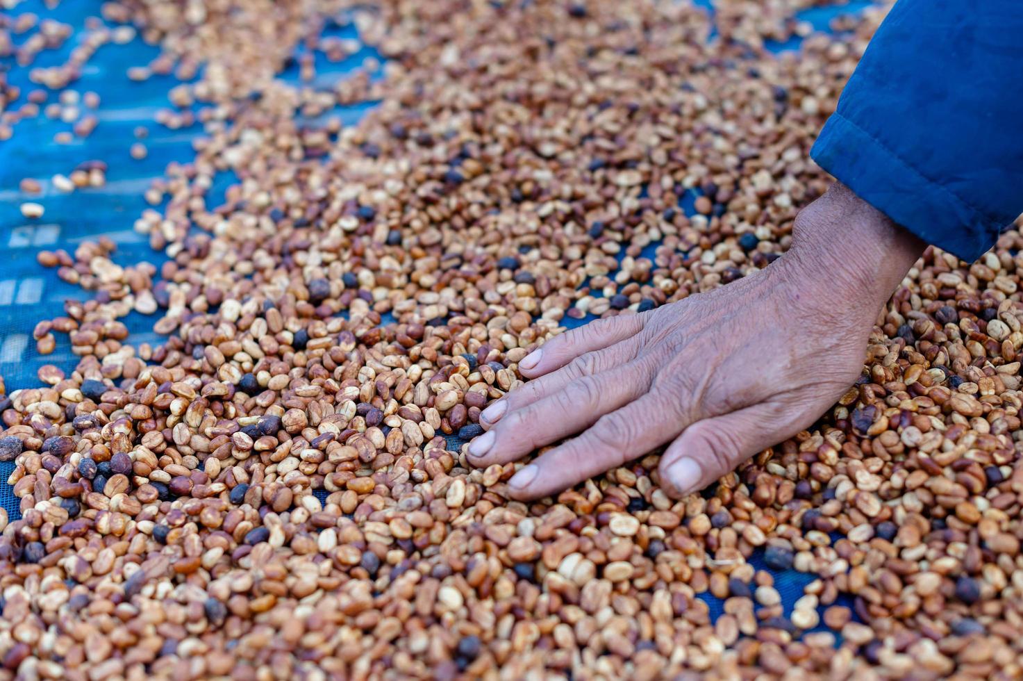 agricoltori ordinare marcio e fresco caffè fagioli prima essiccazione. tradizionale preparazione del caffè processi. il caffè produzione, naturale sole asciutto di miele processi foto