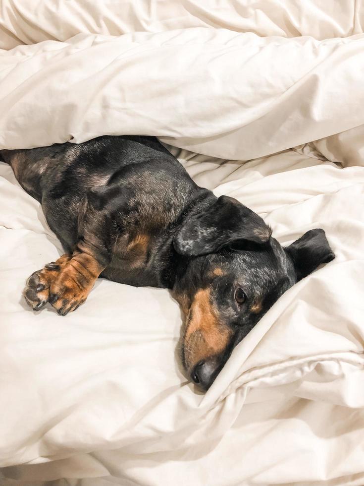 bassotto nero sdraiato a letto foto