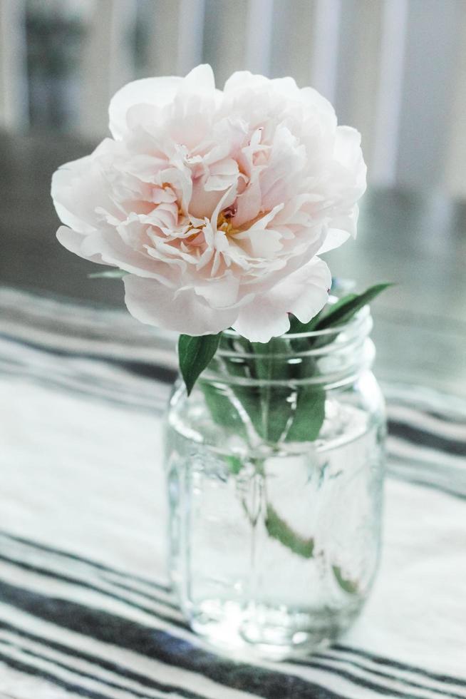 fiore dai petali bianchi in vaso foto