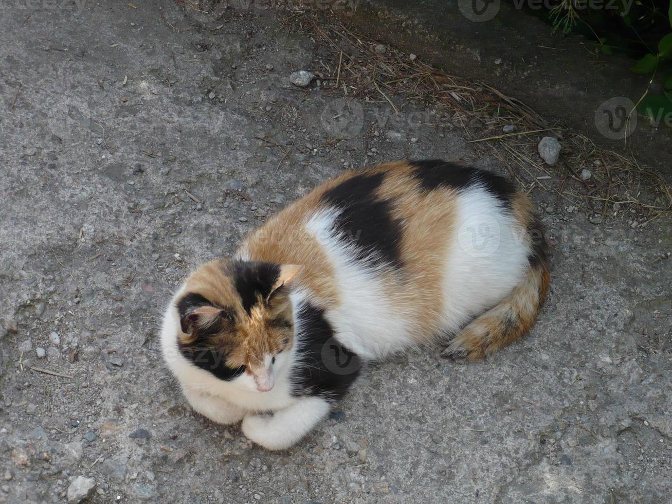 un' divertente tricolore gatto riposo pacificamente foto