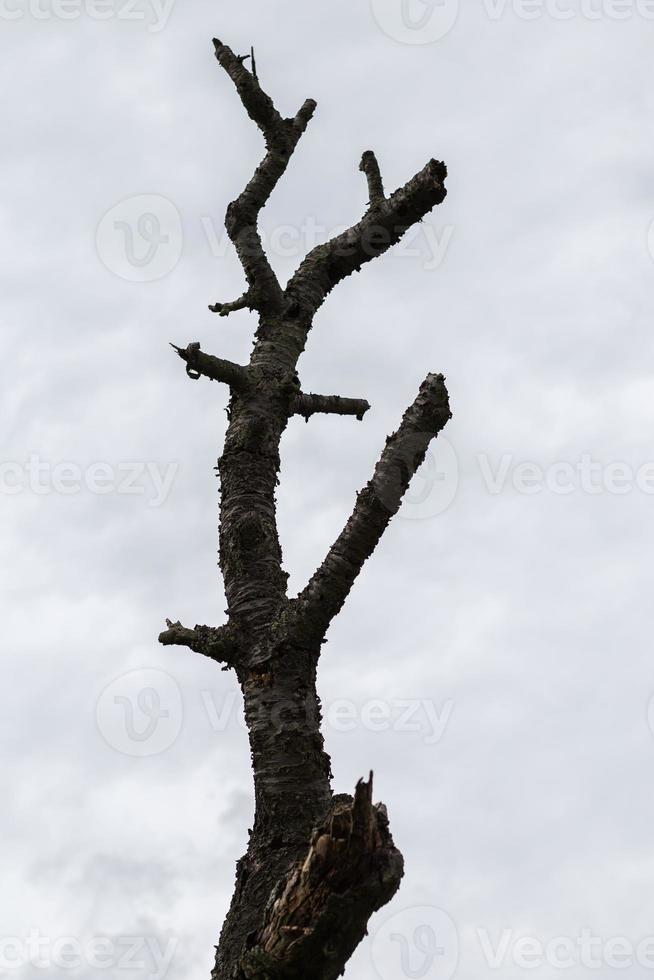 asciutto ramificato albero sotto blu cielo foto