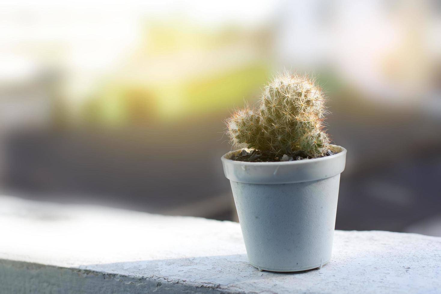 cactus in una pentola con luce soffusa foto