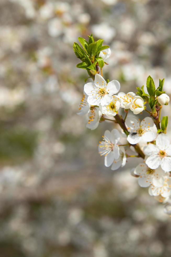 primavera fioritura bianca fiori. ciliegia fiorire ramoscelli foto