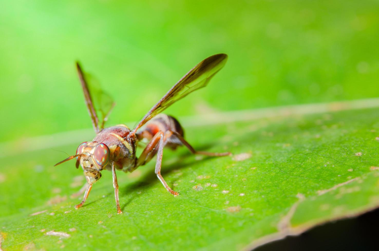 Mosca della frutta su una pianta foto