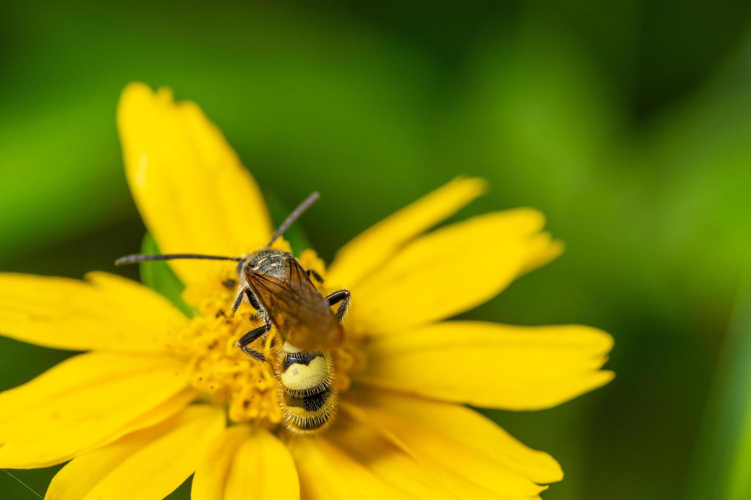 vespa su un fiore foto