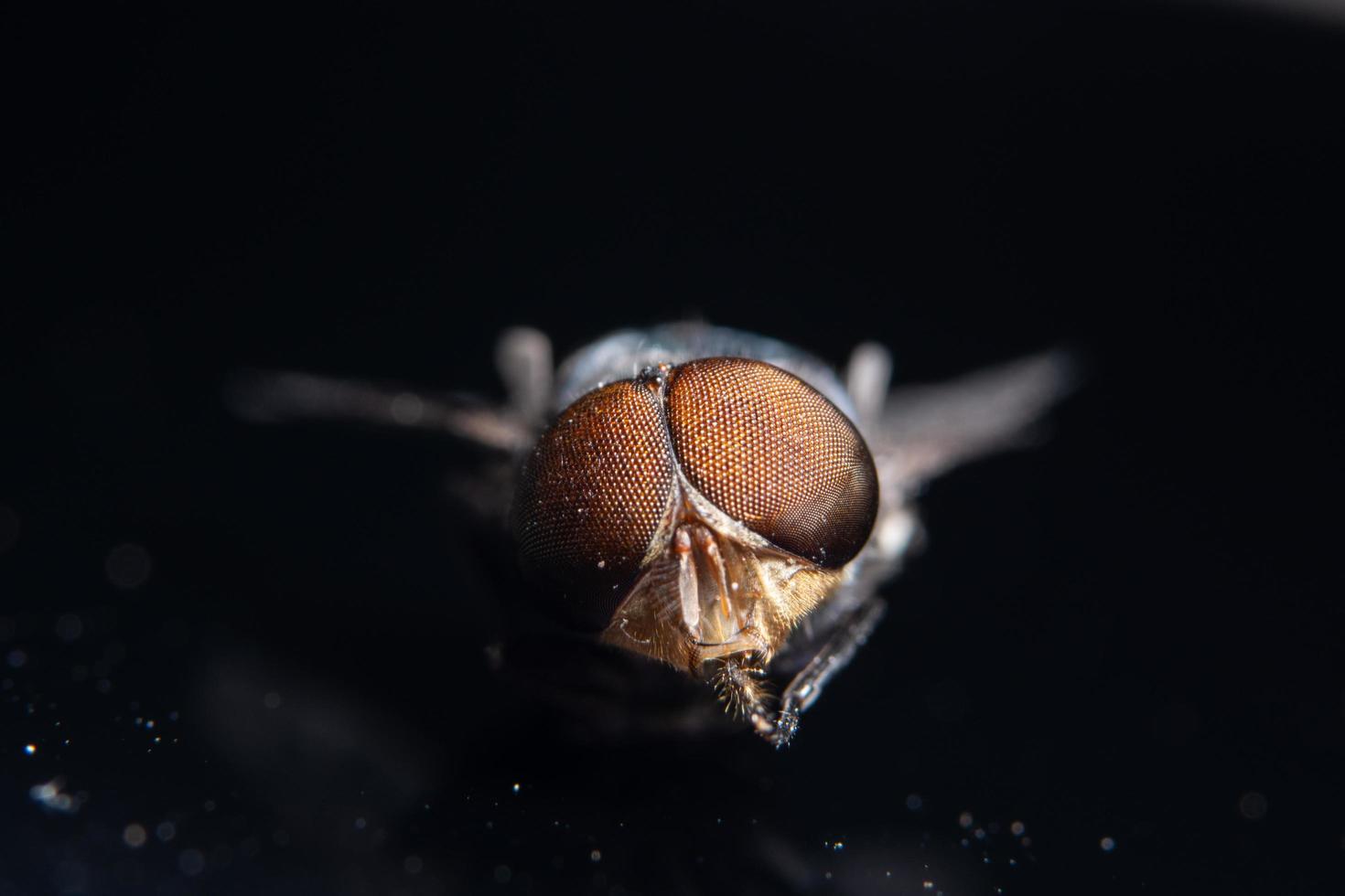 occhi di mosca, macro foto