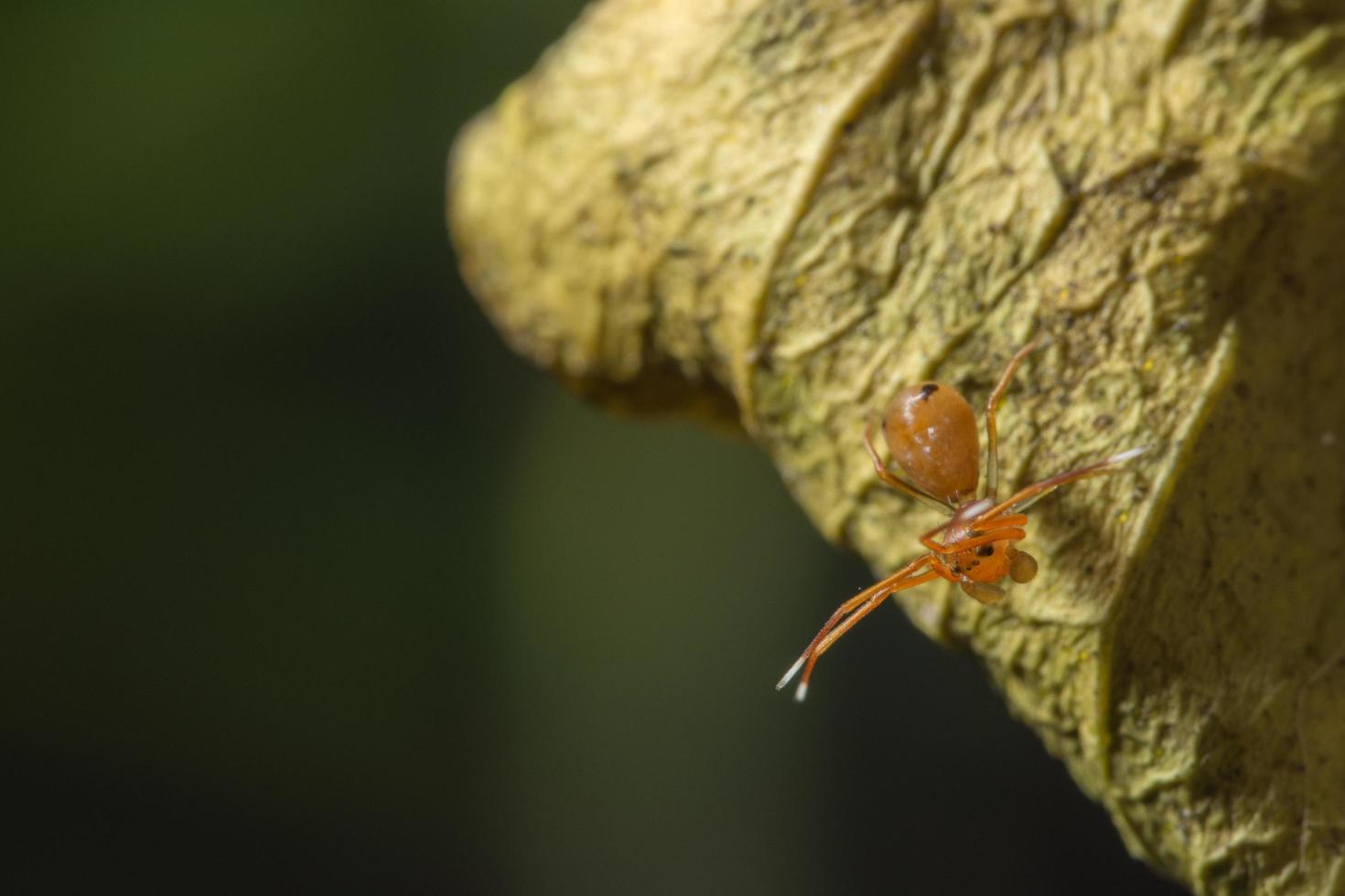 primo piano del ragno arancione foto