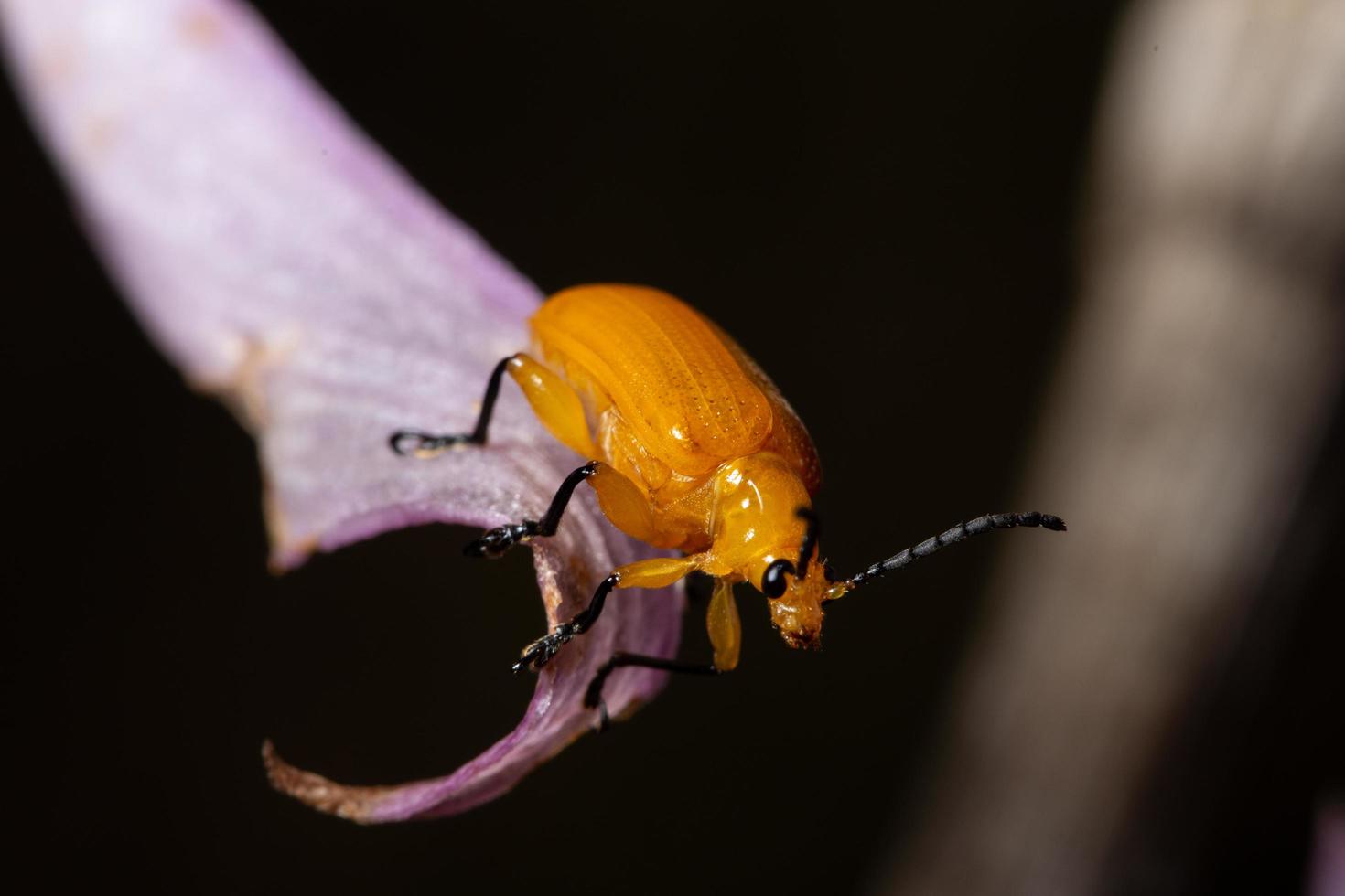 coleottero giallo, macro foto