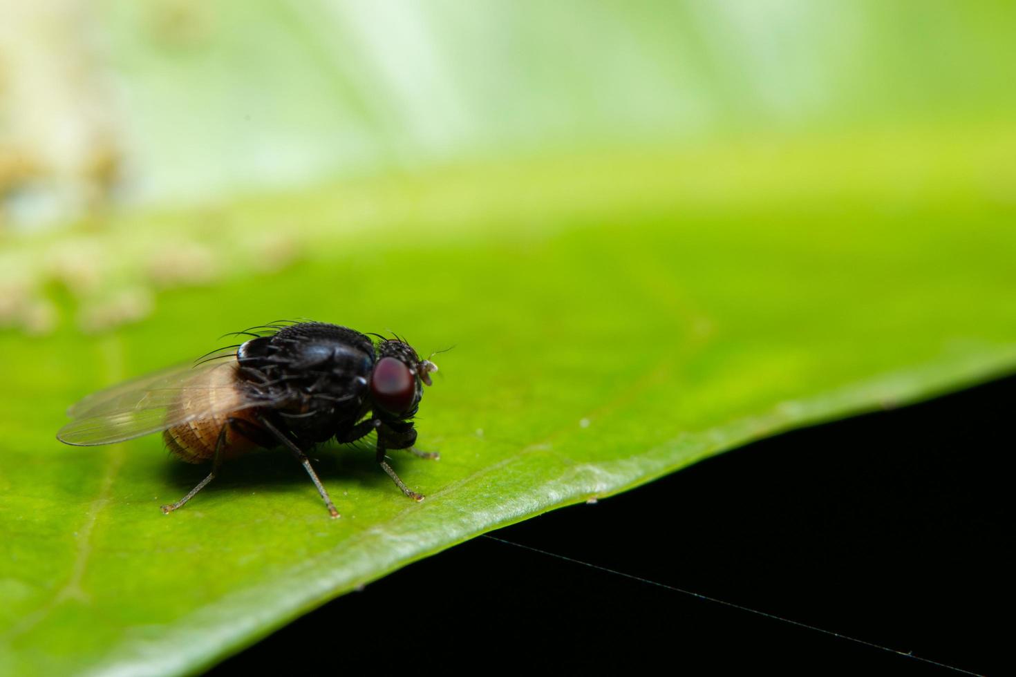 Mosca della frutta su una pianta foto