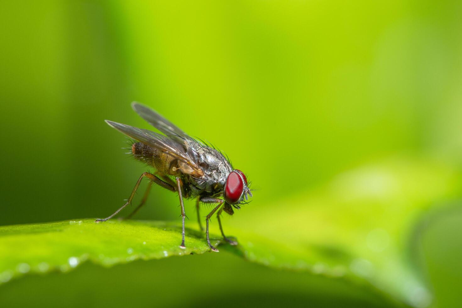 volare su una pianta, macro foto