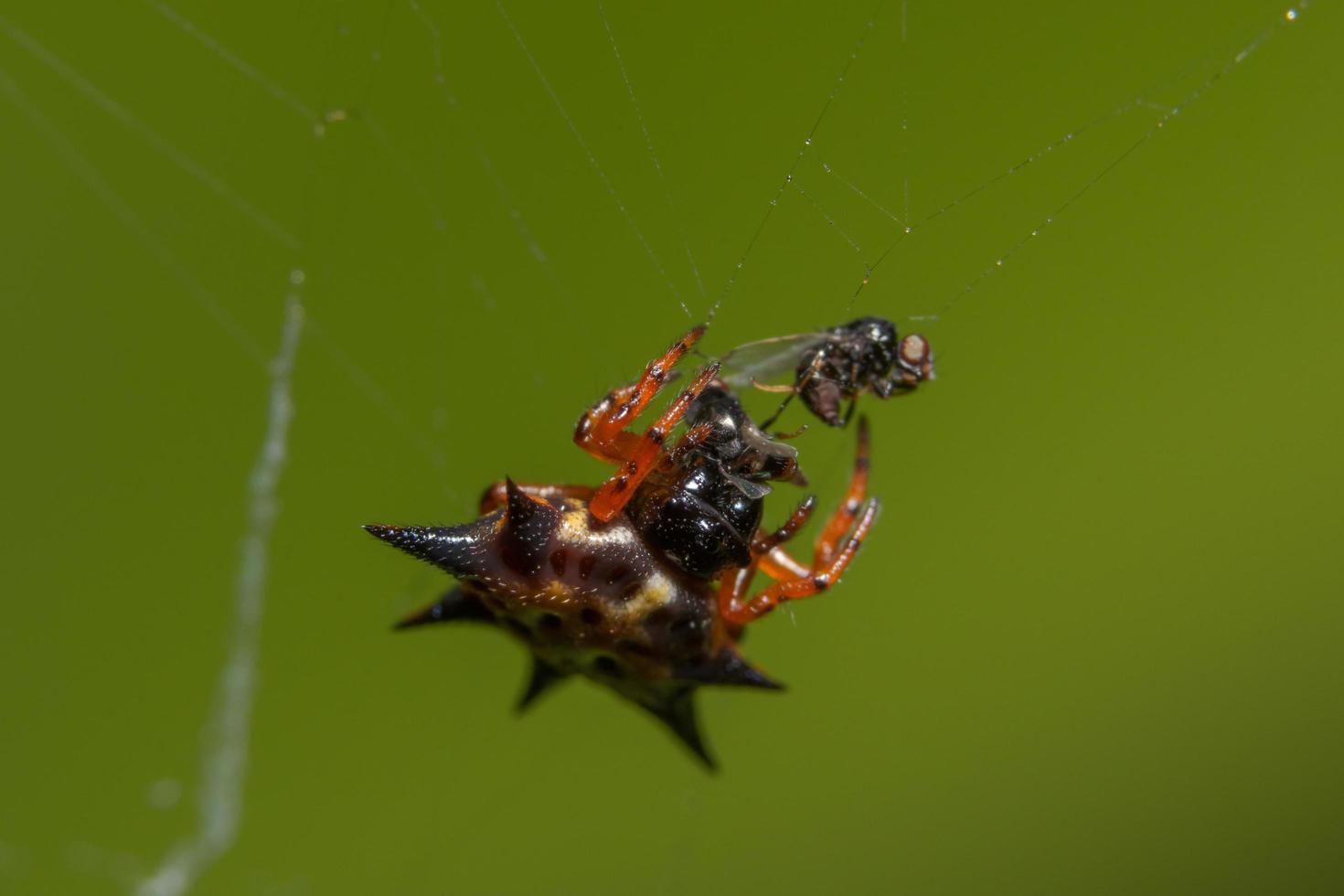 primo piano del ragno arancione foto