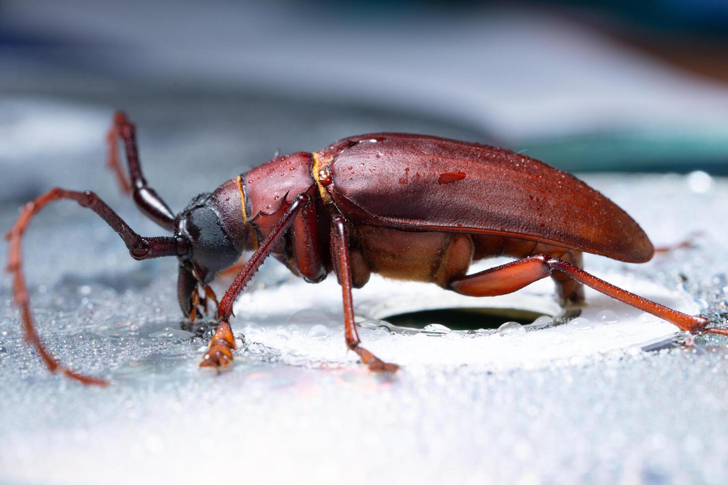 scarabeo rosso, macro foto