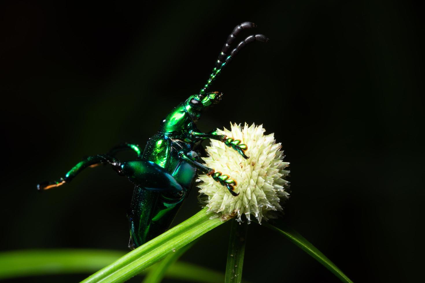 scarabeo su un fiore, macro foto