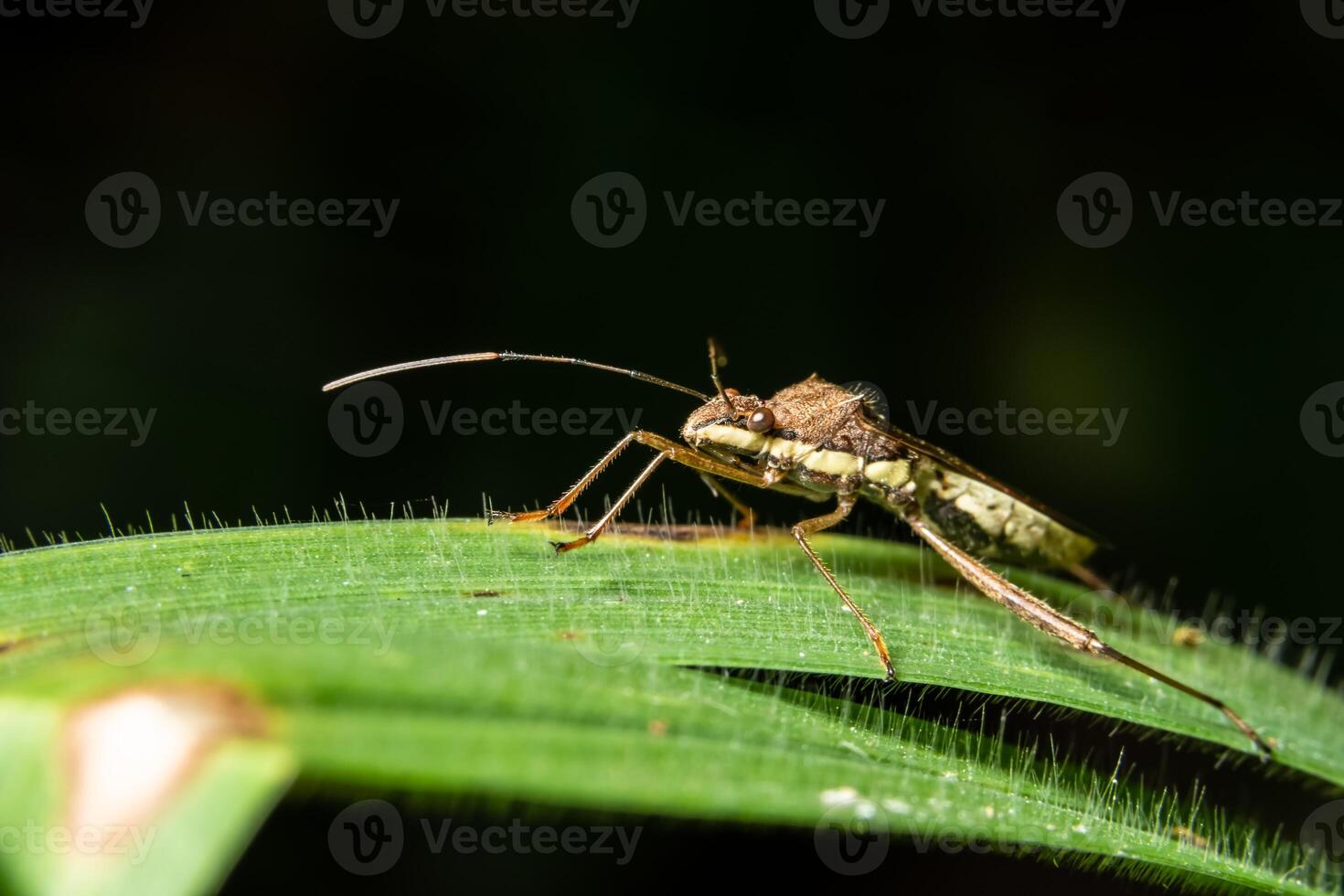 bug assassino su una pianta, primo piano foto