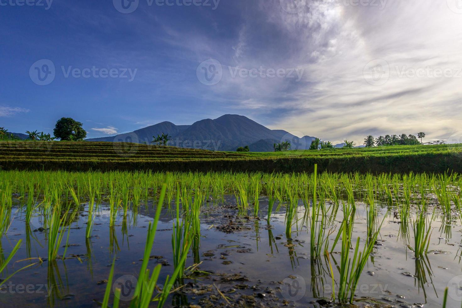 dell'Indonesia naturale scenario quando il riso è verde e il montagne a Alba siamo luminosa foto