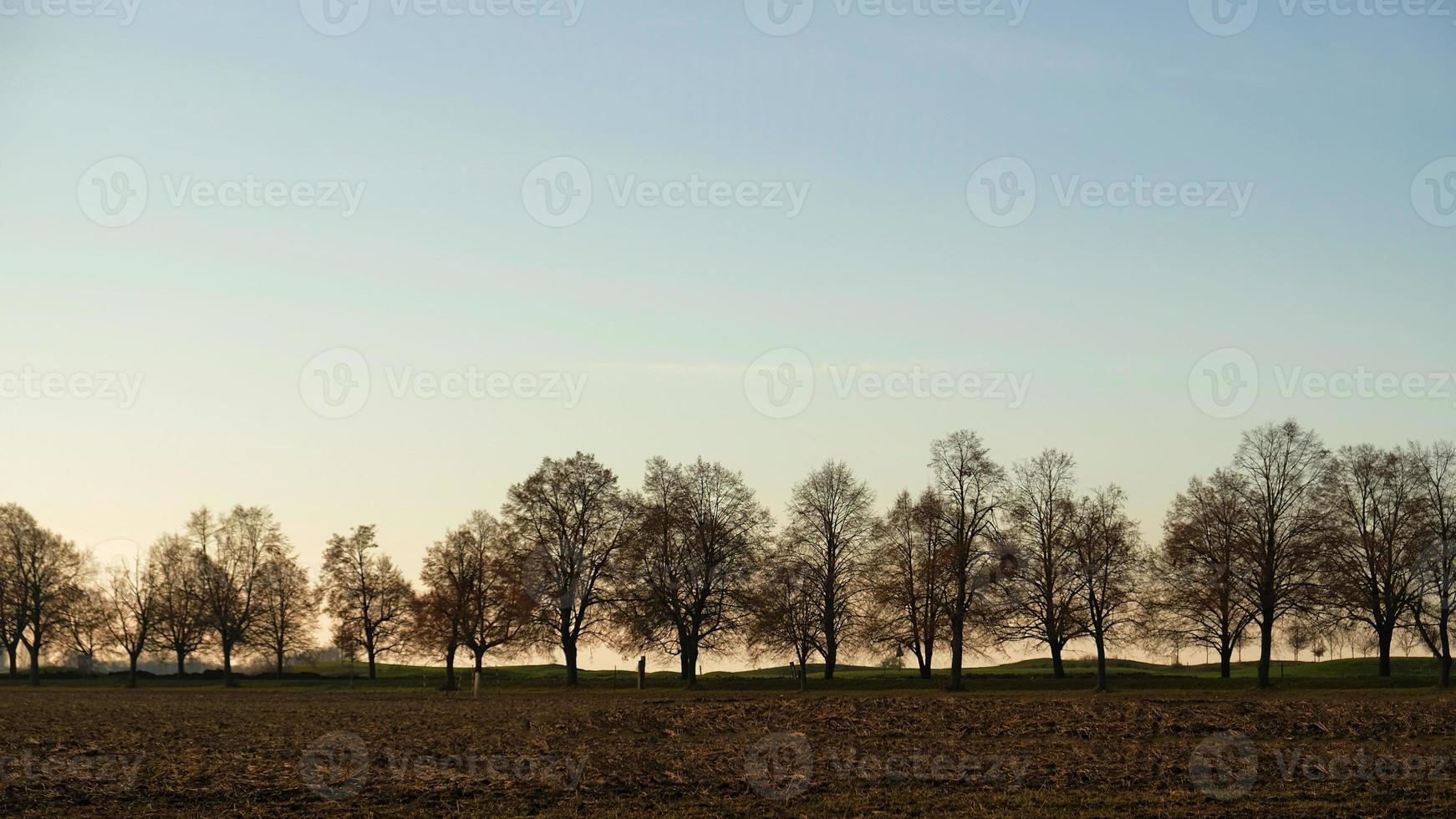 riga di alberi su il orizzonte, autunno nero di seppia immagine. tramonto cielo. foto