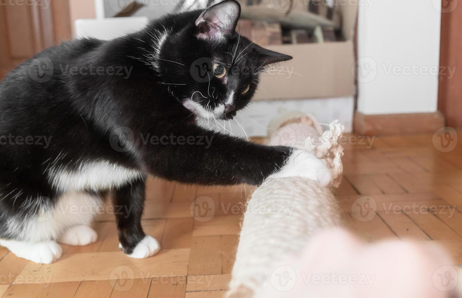 domestico gatto toccante improvvisato gatto albero dire bugie su pavimento a casa con il suo zampa. lato Visualizza. foto