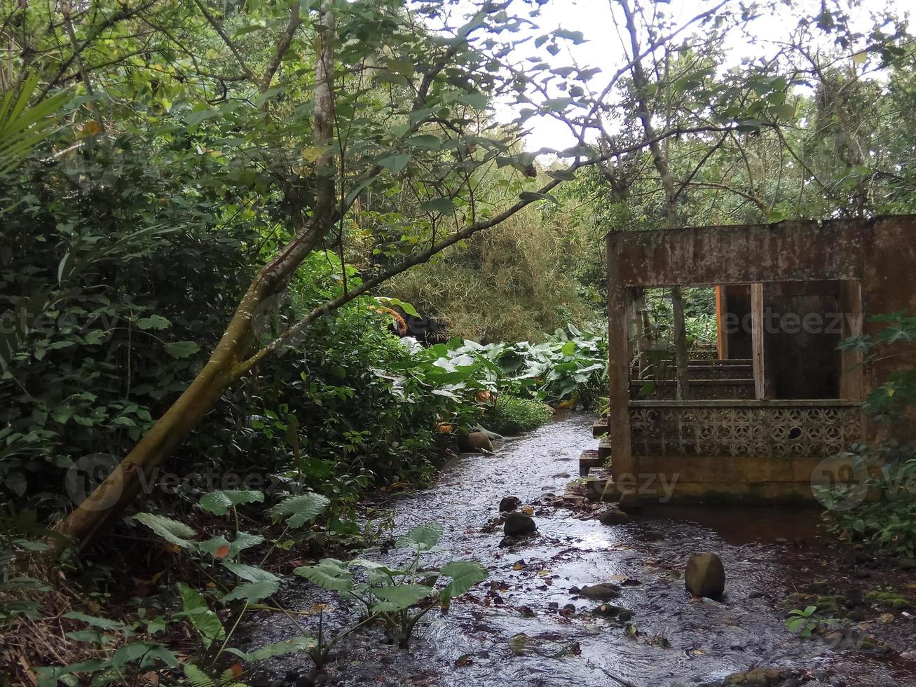 bellissimo fiume nel il foresta foto