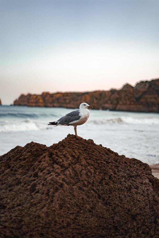 gabbiano appollaiato su una roccia foto