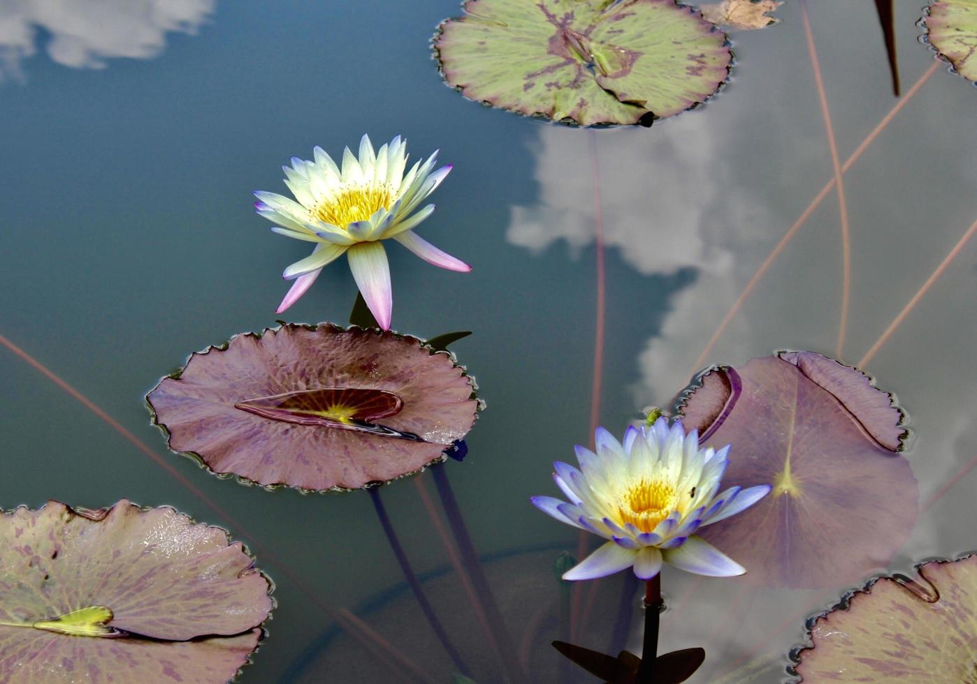 foto del primo piano dei fiori di loto