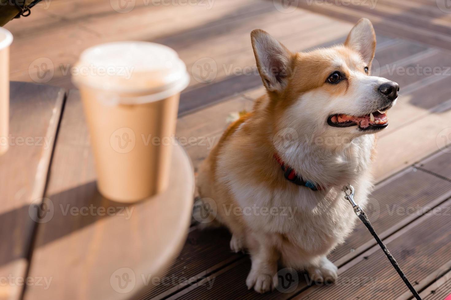 carino corgi cane su un' camminare nel autunno nel un' caffè negozio su il veranda potabile caffè. cane amichevole bar. alto qualità foto