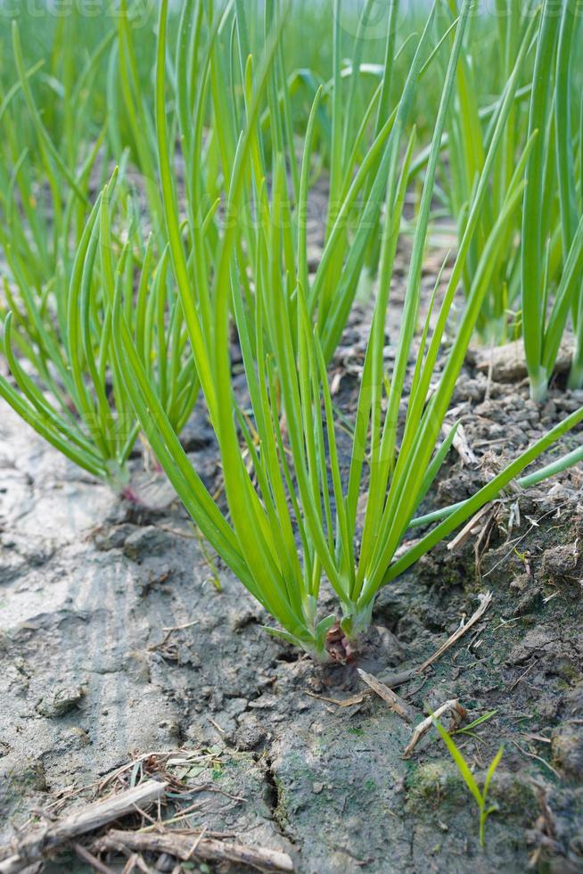 verde cipolle in crescita nel il giardino foto