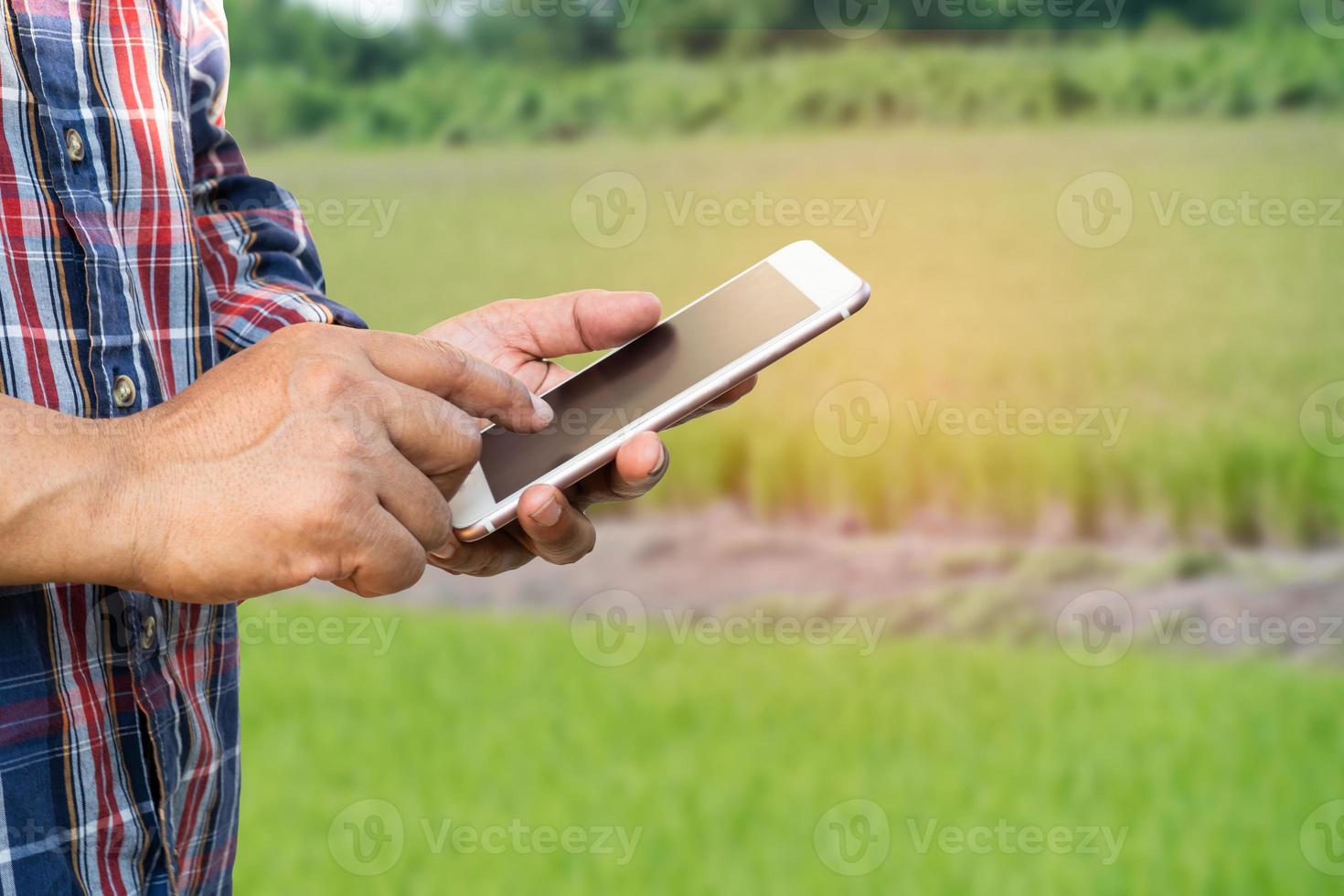 l'agricoltore utilizza il telefono cellulare digitale per raccogliere, segnalare e analizzare i dati nella fattoria dell'agricoltura del riso, concetto di agricoltura intelligente. foto