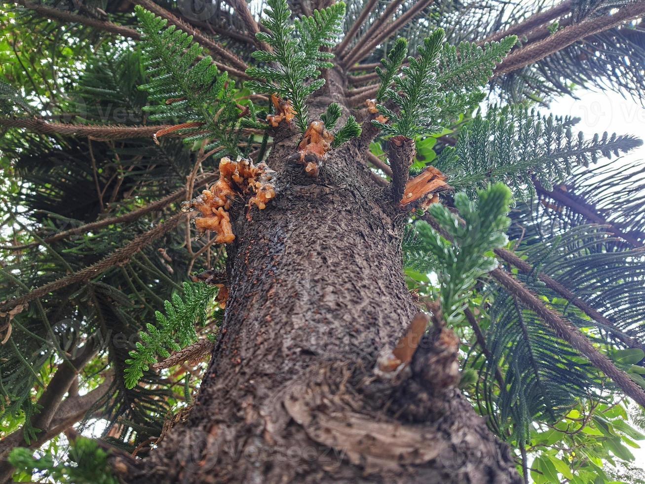 parte inferiore Visualizza di un' norfolk isola pino ha squamoso o araucaria eterofilla foto