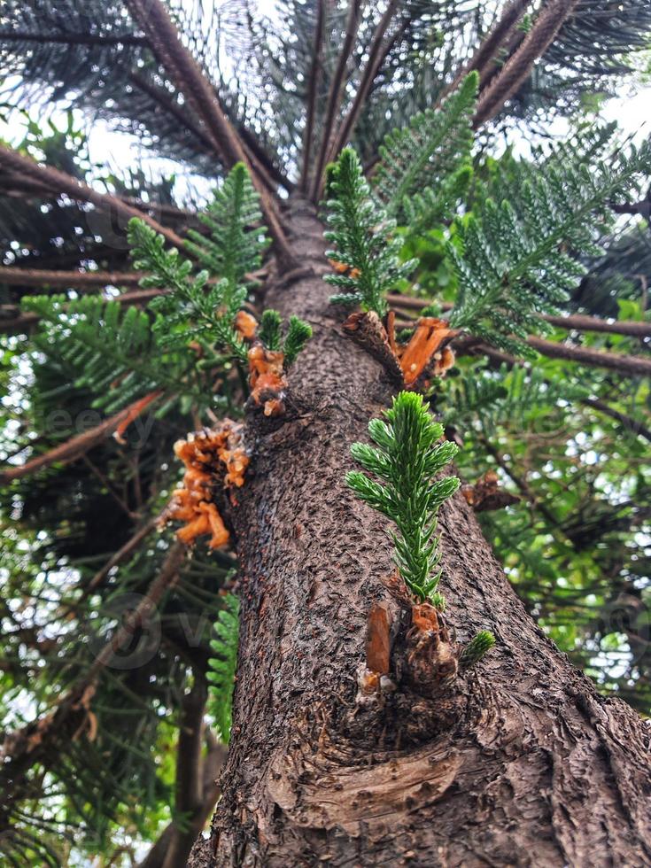 parte inferiore Visualizza di un' norfolk isola pino ha squamoso o araucaria eterofilla foto