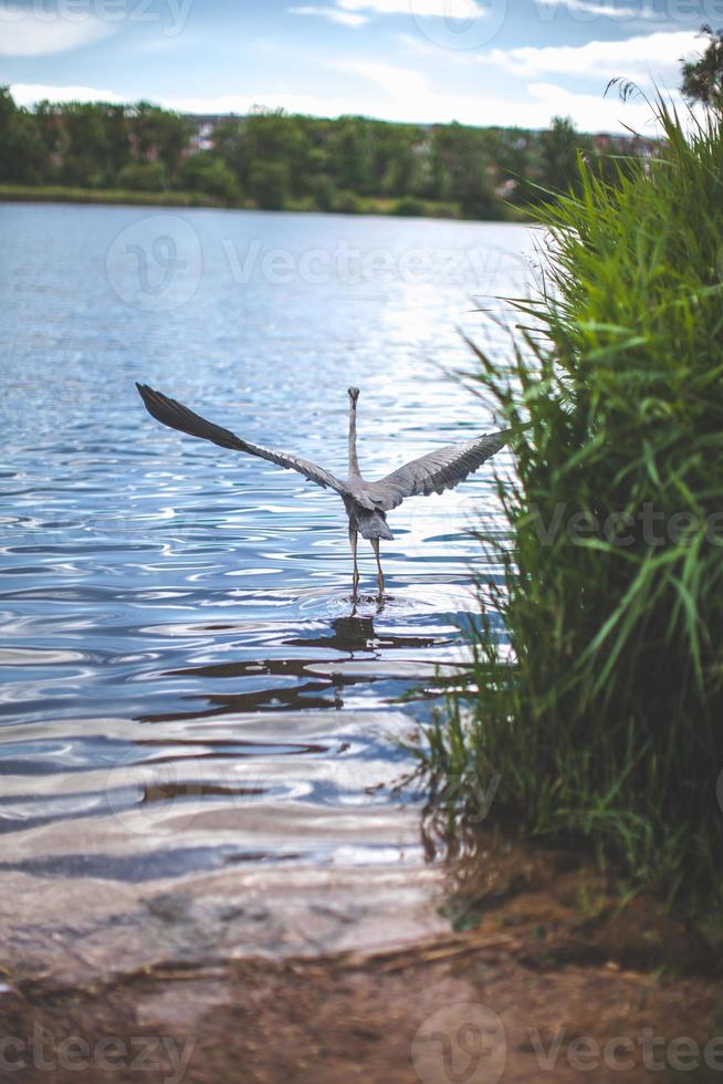 grande uccello con un' apertura alare volante su il lago foto