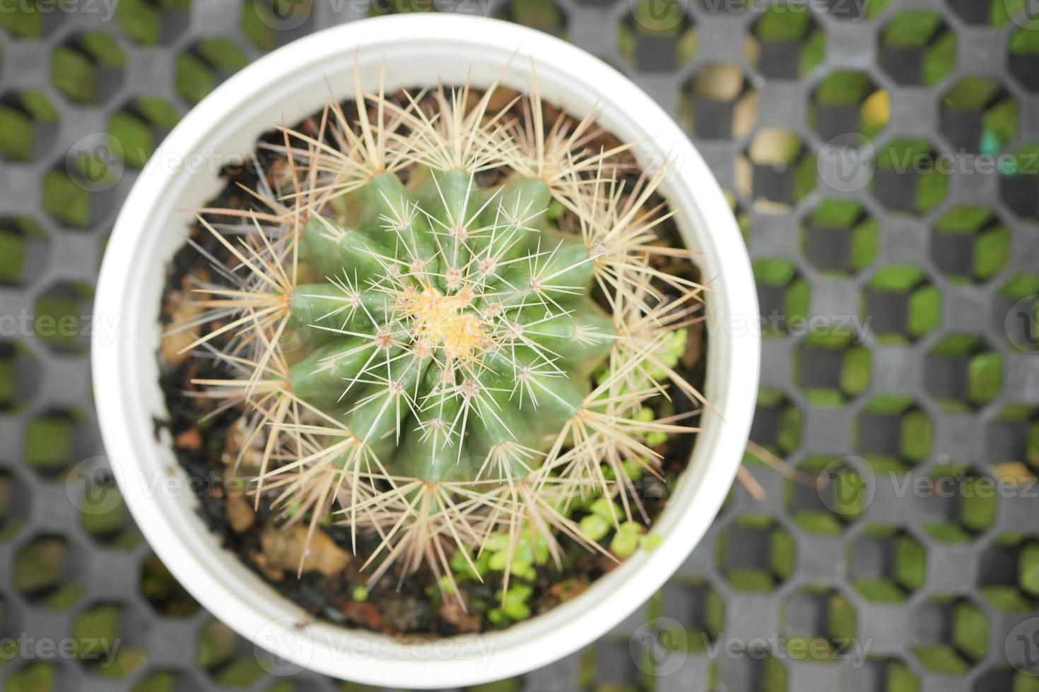 avvicinamento di colorato molti cactus nel il pentole a il mercato strada a partire dal Tailandia. foto